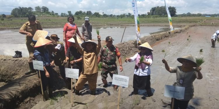Tingkatkan Produksi, Kota Siantar Canangkan Tanam Padi Serempak