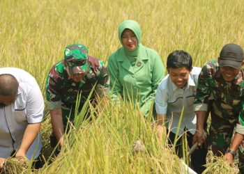 Panen Bersama, Demplot Bios Kodim 0311/Pessel Hasilkan Gabah 4 Ton