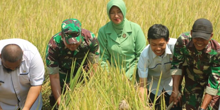 Panen Bersama, Demplot Bios Kodim 0311/Pessel Hasilkan Gabah 4 Ton Panen Bersama, Demplot Bios Kodim 0311/Pessel Hasilkan Gabah 4 Ton
