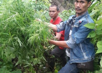 Polisi Panen Puluhan Batang Ganja
