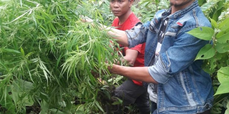Polisi Panen Puluhan Batang Ganja