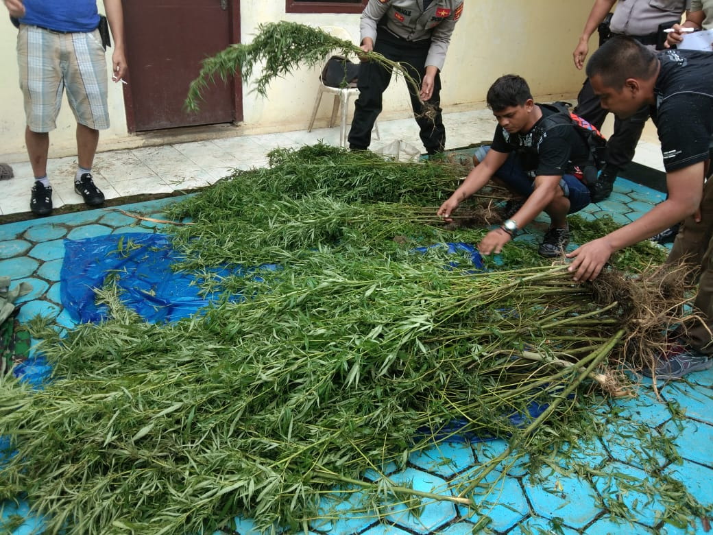 Polisi Panen Puluhan Batang Ganja