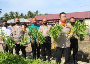 Kapolres Madina, AKBP Horas Tua Silalahi, S.I.K, M.Si Manfaatkan Lahan Kosong Perkuat Ketahanan Pangan