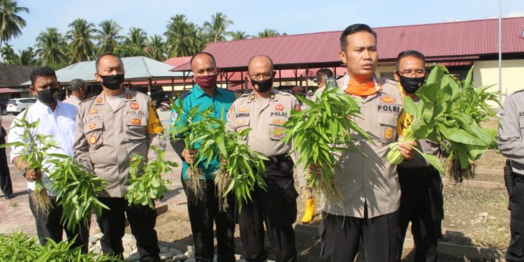 Kapolres Madina, AKBP Horas Tua Silalahi, S.I.K, M.Si Manfaatkan Lahan Kosong Perkuat Ketahanan Pangan