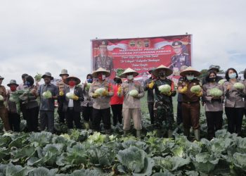 Wujudkan Ketahanan Pangan Kapolres Simalungun bersama Unsur Forkopimda Panen Raya di Nagori Cingkes