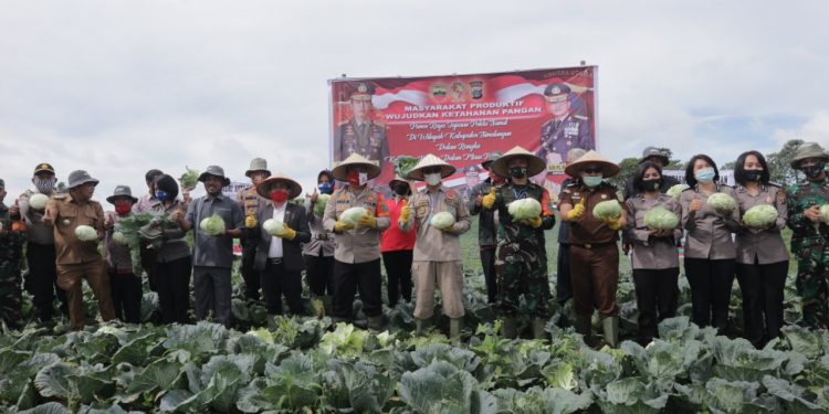 Wujudkan Ketahanan Pangan Kapolres Simalungun bersama Unsur Forkopimda Panen Raya di Nagori Cingkes