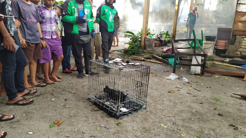 Kebakaran di Jalan Kartini Hanguskan Rumah, Kucing Persia Terpanggang Kebakaran di Jalan Kartini Hanguskan Rumah, Kucing Persia Terpanggang