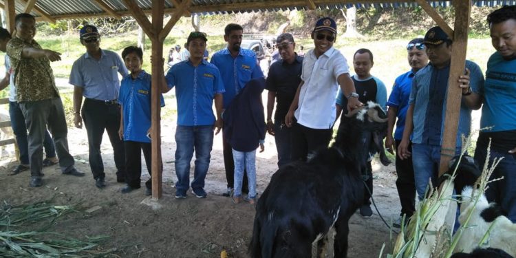 Pasar Hewan Karang Taruna Solusi Untuk Para Peternak di Simalungun Pasar Hewan Karang Taruna Solusi Untuk Para Peternak di Simalungun