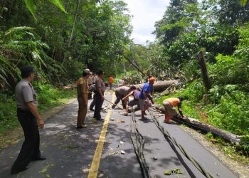 Tim Gabungan Polres Lampung Barat dan BPBD Evakuasi Pohon Tumbang di Jalan Lintas Liwa-Krui