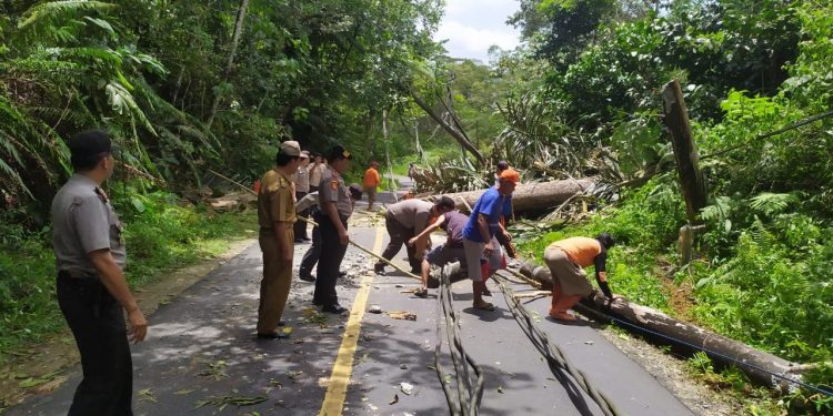 Tim Gabungan Polres Lampung Barat dan BPBD Evakuasi Pohon Tumbang di Jalan Lintas Liwa-Krui Tim Gabungan Polres Lampung Barat dan BPBD Evakuasi Pohon Tumbang di Jalan Lintas Liwa-Krui