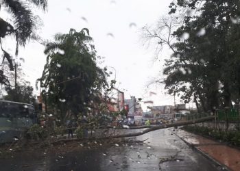 Pohon Tumbang Sebabkan Listrik Padam, PLN Minta Warga Siantar Sabar