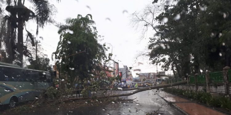 Pohon Tumbang Sebabkan Listrik Padam, PLN Minta Warga Siantar Sabar