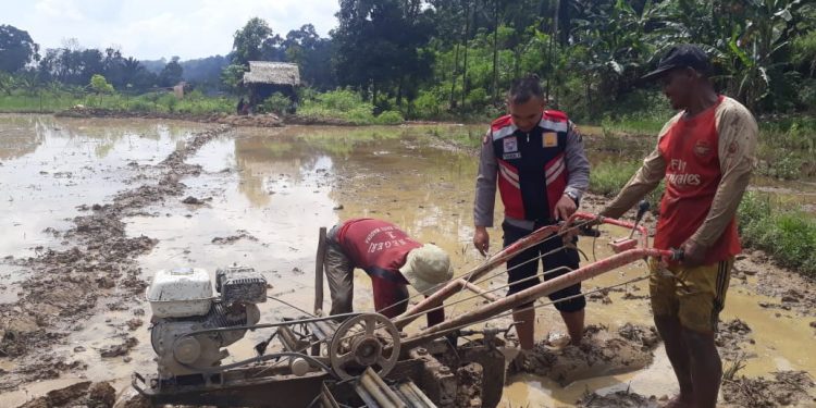 Polisi Masuk Sawah, Brigadir Yusron Pandiangan Bhabinkamtibmas Polres Madina