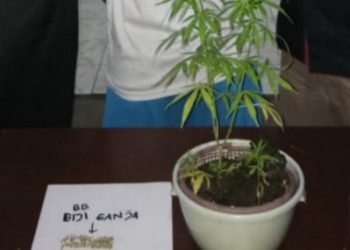 Tanam Ganja di Pot Bunga, Pendi Diringkus dari Rumahnya