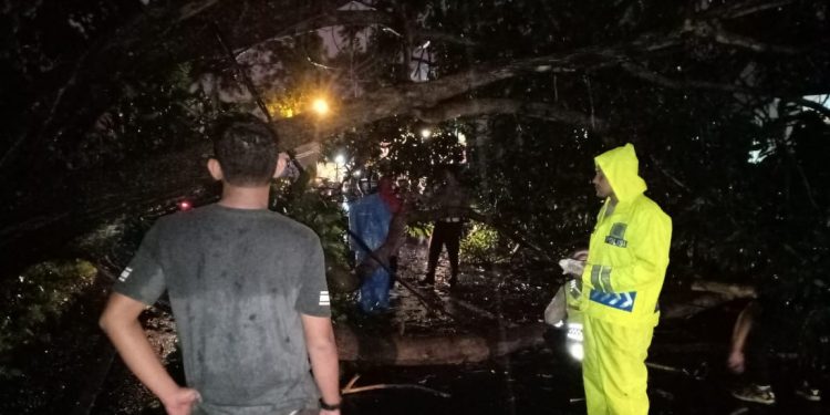 Polisi Gerak Cepat Tangani Pohon Tumbang di Jalur Puncak