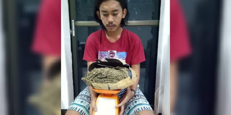 Anak Tomuan ini Ditangkap Bawa Ganja di Palangkaraya