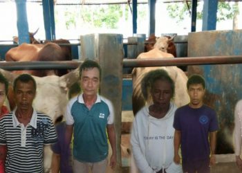 5 Lembu Milik Rusmi Silitonga Dilarikan Penggembala, 7 Orang Ditangkap