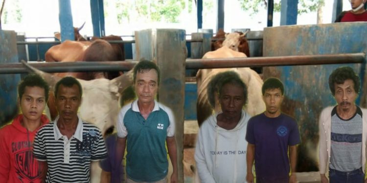 5 Lembu Milik Rusmi Silitonga Dilarikan Penggembala, 7 Orang Ditangkap