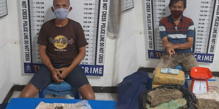 Maruli Tua Sinaga dan Parlindungan Nainggolan Diangkut dari Jalan SKI, Daun Ganja Kering Jadi Barang Bukti