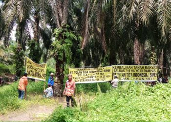 Tuntut 716 Hektar, Ratusan Petani Duduki Lahan PT Sifef