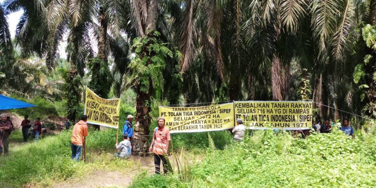Tuntut 716 Hektar, Ratusan Petani Duduki Lahan PT Sifef Tuntut 716 Hektar, Ratusan Petani Duduki Lahan PT Sifef