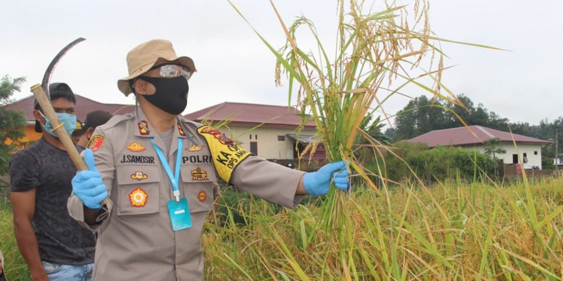 Jaga Ketahanan Pangan di Tengah Pandemi, Kapolres Taput Turun ke Sawah
