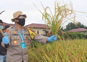 Jaga Ketahanan Pangan di Tengah Pandemi, Kapolres Taput Turun ke Sawah
