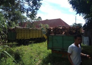 Angkut Kayu Hutan Tanpa Dokumen, Empat Truk dan Sopirnya Diamankan