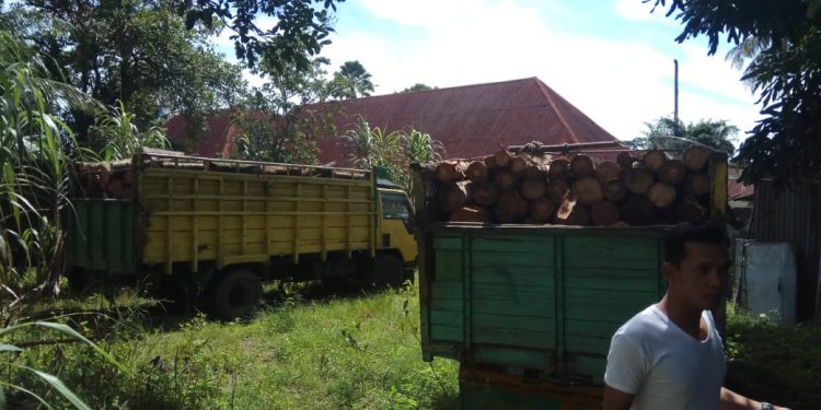 Angkut Kayu Hutan Tanpa Dokumen, Empat Truk dan Sopirnya Diamankan