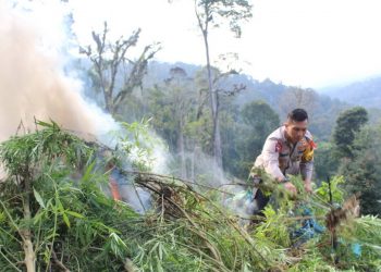 Puluhan Ribu Batang Ganja Siap Panen di Tujuh Hektar Lahan Dimusnahkan