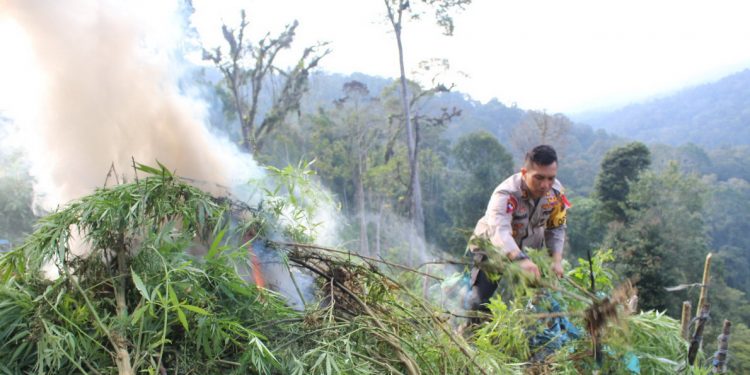 Puluhan Ribu Batang Ganja Siap Panen di Tujuh Hektar Lahan Dimusnahkan