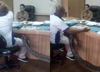 Minta Proyek, Kadis PUPR Ditakuti Pakai Ular Piton Sepanjang 4 Meter