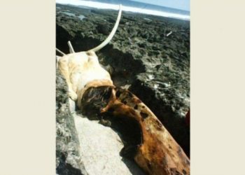 Bangkai Binatang Bertaring ini Ditemukan di Lautan Nias, Diduga Berasal dari Antartika