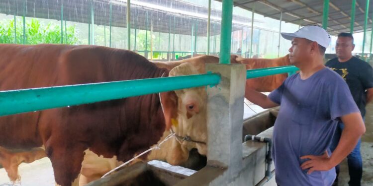 Tingkatkan Perekonomian Peternak, Bupati Sergai Dukung Penggemukan Sapi di Dolok Masihul