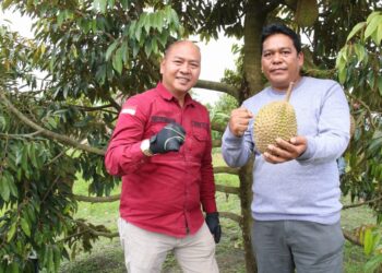 Nikmatnya Durian Musang King dari Garoga