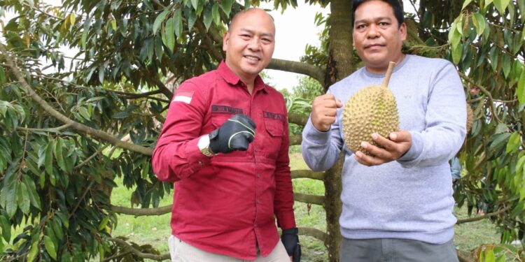 Nikmatnya Durian Musang King dari Garoga