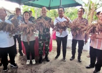 Panen Perdana Tanaman Sorgum di Simalungun