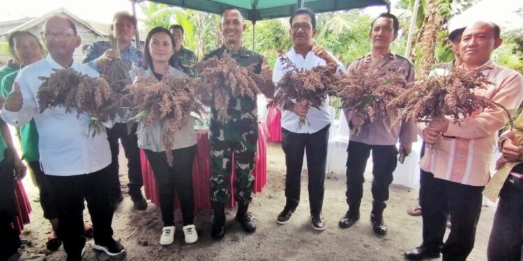 Panen Perdana Tanaman Sorgum di Simalungun