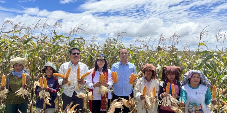 TPL Bersama Mitra Perusahaan Perkebunan Kayu Rakyat Panen Perdana Tanaman Jagung