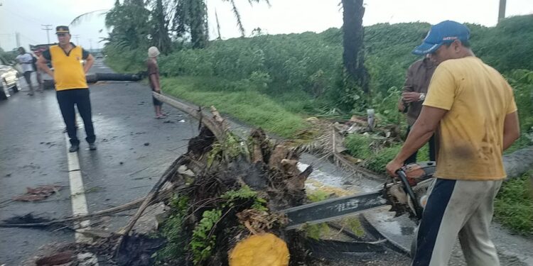 Pohon Tumbang Buat Macet Jalan Lintas Siantar - Perdagangan