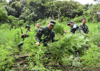Danrem 023/KS Pimpin Prajurit Musnahkan 3 Ha Ladang Ganja di Bukit Tor Sihite