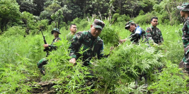 Danrem 023/KS Pimpin Prajurit Musnahkan 3 Ha Ladang Ganja di Bukit Tor Sihite Danrem 023/KS Pimpin Prajurit Musnahkan 3 Ha Ladang Ganja di Bukit Tor Sihite