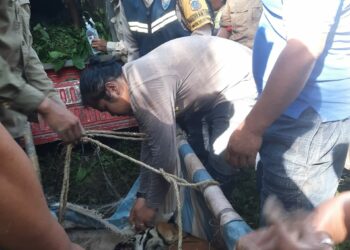 Harimau Sumatera Tertangkap Jerat Petani di Huta Marihat Tongah Nagori Marihat Raja Kecamatan Dolok Panribuan, Simalungun, Sumut