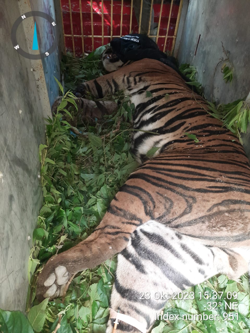 Harimau Sumatera Tertangkap Jerat Petani di Huta Marihat Tongah Nagori Marihat Raja Kecamatan Dolok Panribuan, Simalungun, Sumut