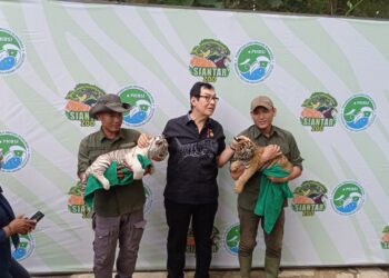 2 Anak Harimau Benggala di Taman Hewan Pematang Siantar Diberi Nama Rolin dan Rolan 
