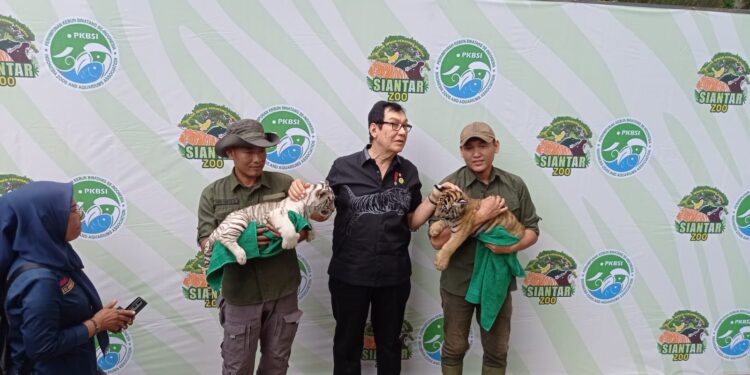2 Anak Harimau Benggala di Taman Hewan Pematang Siantar Diberi Nama Rolin dan Rolan 