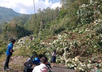 Polres Simalungun dan Warga Evakuasi Pohon Tumbang, Lalulintas Kota Wisata Parapat Kembali Lancar