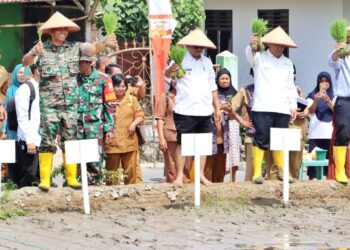 Launching Gerakan Tanam, Wakil Bupati Simalungun Tanam Padi Perdana