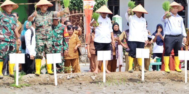 Launching Gerakan Tanam, Wakil Bupati Simalungun Tanam Padi Perdana