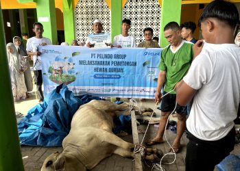 Pelindo Regional 1 Melalui PPDI Salurkan Bantuan Hewan Qurban, Wujud Kepedulian Sosial dalam Perayaan Idul Adha 1446 H